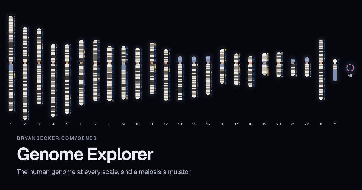 All 24 human chromosomes and the mitochondrial genome, drawn with their bands.